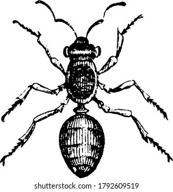 Ants are from insects of the family Formicidae, vintage line drawing or engraving illustration.