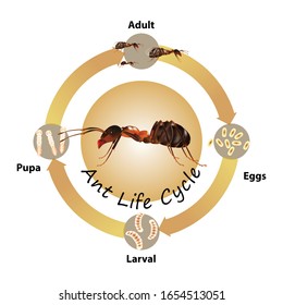 Ants Life Cycle object vector on white background.Isolated.for graphic design,education,science,agriculture and artwork.