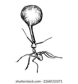 Ants lifting sketch drawing illustration