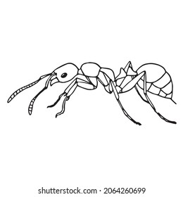 Ameisenkunst, Ants-Vektorkunst, Ants-Linienzeichnung, Ameisenillustrationen