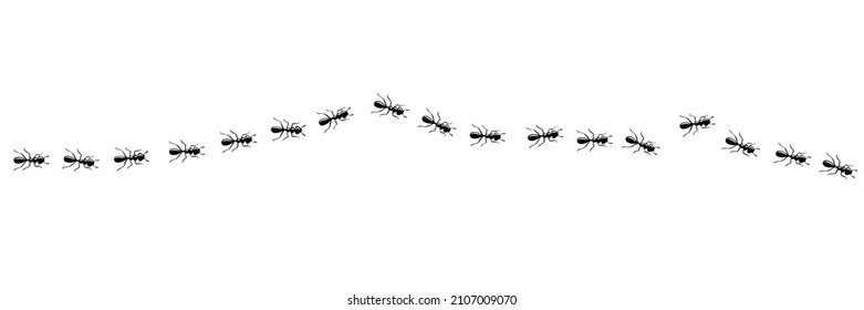 Ants line marching in trail searching food. Ant path isolated in white background. Vector illustration