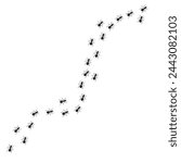 ants marching in line on the wall searching for food 