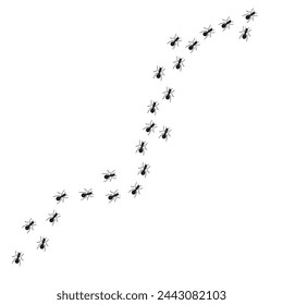 ants marching in line on the wall searching for food 