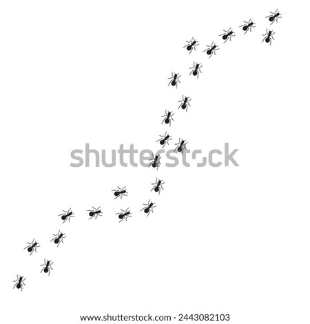 ants marching in line on the wall searching for food 