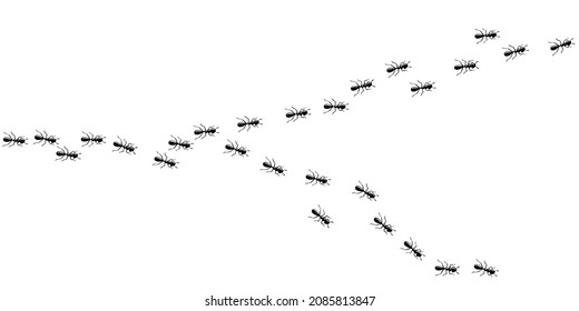 Ants marching in trail. Many small ants isolated in white background. Vector illustration