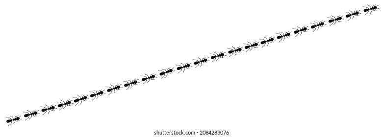 Ants marching in trail searching food. Ant path isolated in white background. Vector illustration