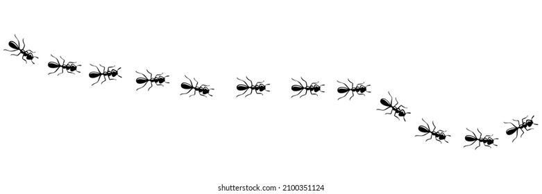 Ants marching in trail searching food. Ant path isolated in white background. Vector illustration