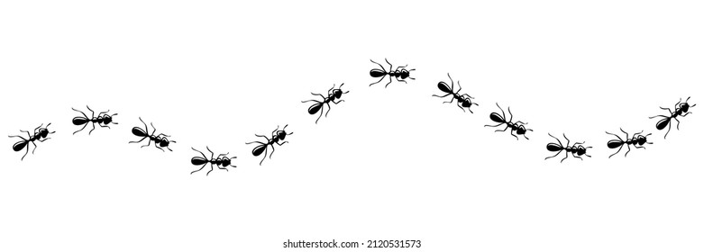 Ants marching in trail searching food. Ant path isolated in white background. Vector illustration