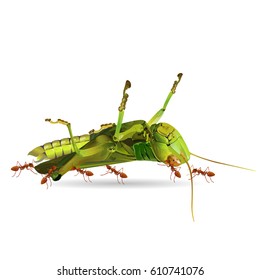 The ants are moving grasshoppers isolated on white background, vector illustration.