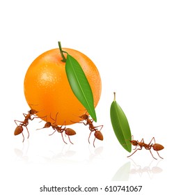The ants are moving orange and leaf isolated on white background, vector illustration.