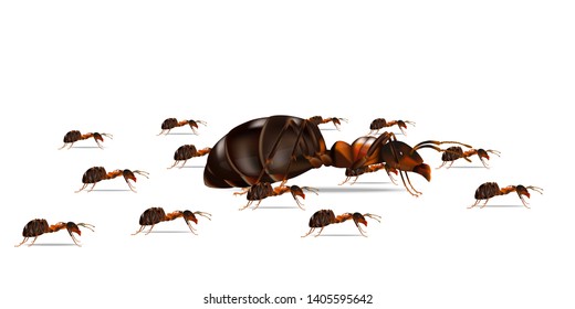 Ants on a white background and there are a queen and a workers.