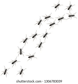 Ants path. Black line of worker ants isolated on white background. Vector illustration