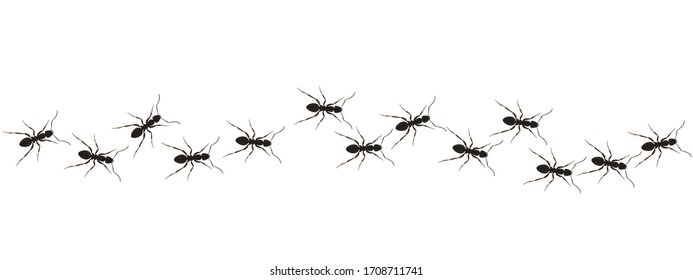 Ants path graphic icon. Black line of worker ants isolated on white background. Vector illustration