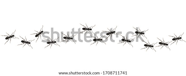 Ants path graphic icon.\
Black line of worker ants isolated on white background. Vector\
illustration
