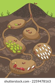 Ants in their nest. Anthill in section under ground. Termite nests with labyrinths. House forest insects. Family of wild animals. Hand drawn vector illustration