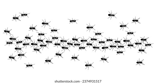 ants trail line of working ants on white background