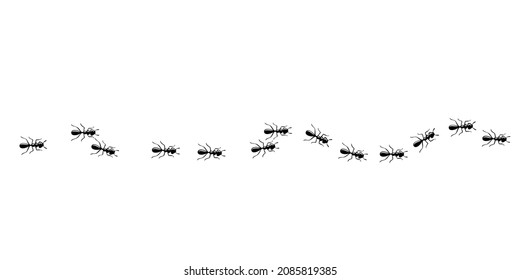 Ants trail seamless pattern. Ant path isolated in white background. Vector illustration