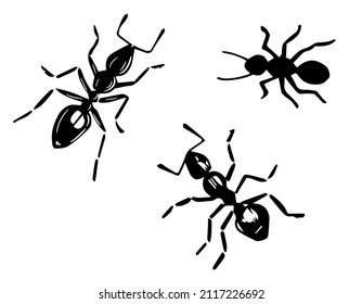 Ants Vector Drawing. Black ants on a white isolated background.  Hand drawn engraving illustration of pest insect. 