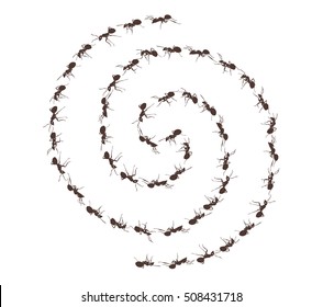 Ants walking in circle 