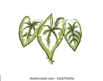 anturio leaf green color abstract coloring and white background tropical leaves, identity style, decoration Vector