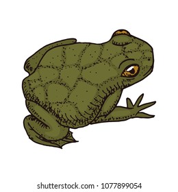 Anuran, hoptoad or toad. Tropical Amphibian. Wild animal. Engraved hand drawn in old vintage sketch. Vector illustration.