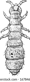 Anurida maritima, one of the primitive wingless Collembola with six or fewer abdominal segments and possess a tubular appendage with sticky vesicles, vintage line drawing or engraving illustration.