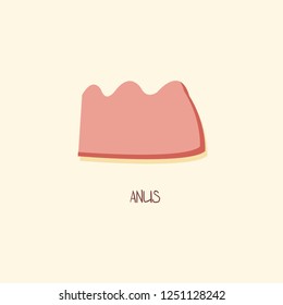 Anus Human Anatomy Body Vector Illustration, digestive system organs