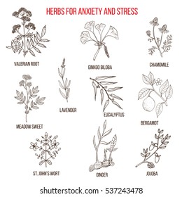 Anxiety treatment herbs collection. Hand drawn botanical vector illustration