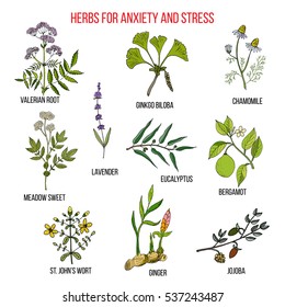 Anxiety treatment herbs collection. Hand drawn botanical vector illustration