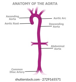 Anatomía de la aorta, estructura arterial humana Grande. Representando el diagrama de aorta ascendente. Vector de ilustración