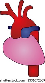 Aorta Anatomy Vector Illustration