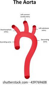 The Aorta Labeled Diagram