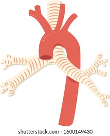 Aorta And Trachea Anatomy Vector Illustration