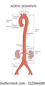 Aortic Segments. Diagrams Depicting The Ascending Aorta And An Overview Of The Aorta. 