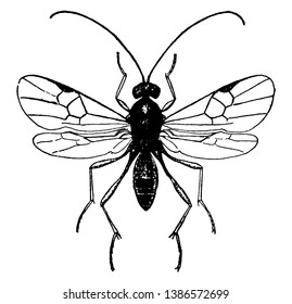 Apanteles Is A Very Large Genus Of Braconid Wasps, Vintage Line Drawing Or Engraving Illustration.