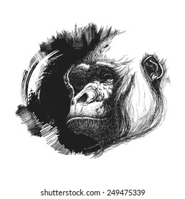 Ape head logo in black and white. Vector illustration