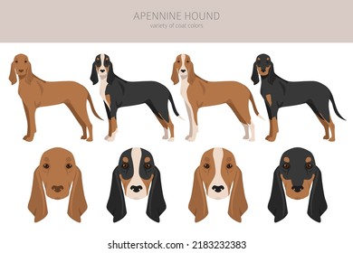 Apennine hound clipart. Different poses, coat colors set. Vector illustration