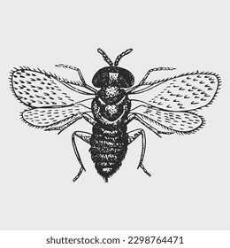 Aphelinus is a harmful insect, parasitoid wasp. Hand drawn ink vector illustration. 