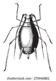 Aphid and its larvae, vintage engraved illustration. Natural History of Animals, 1880.
