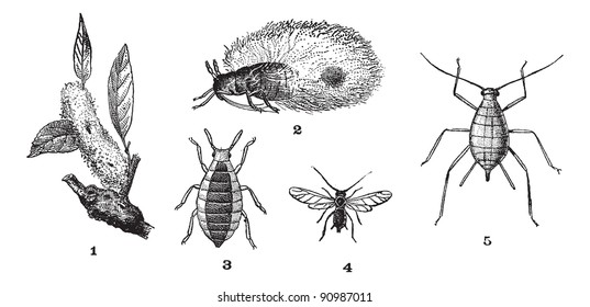 Aphids plant lice  1 Woolly adelgid 2 Woolly adelgid 3 Root aphid 4 Rose aphid (male) 5 Rose aphid (female)  vintage illustration  Dictionary words   things    Larive   Fleury    1895 