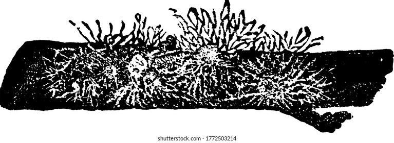Aphids, small plant-eating insects, that are, members of the superfamily Aphidoidea. These are known to be the most destructive insect pests on Earth, vintage line drawing or engraving illustration.