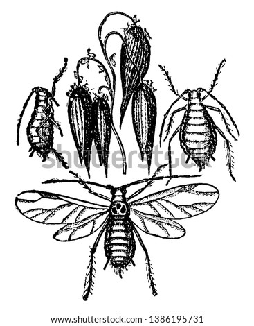 Aphis Avence does much injury to grain, vintage line drawing or engraving illustration.