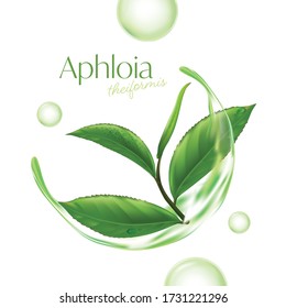 Aphloia Theiformis, Té Malgache Esencia de humedad Esencia de Piel Natural Cosmética.