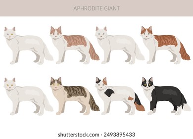 Aphrodite Giant. Cyprus cat clipart. All coat colors set.  All cat breeds characteristics infographic. Vector illustration