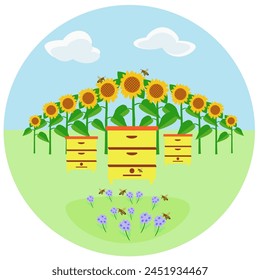 Apiary. Bees near the hives. Sunflower field. Organic. Flat design. Vector illustration.