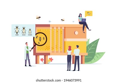 Apiary, Biology Science Concept. Tiny Male and Female Scientists Characters Learning Bees at Huge Beehive with Three Types of Insects Queen, Drone and Worker. Cartoon People Vector Illustration