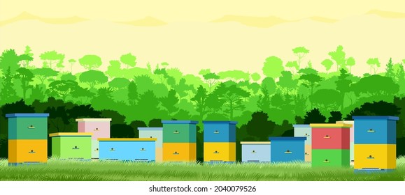Apiary. Rural farm landscape with bee hive in a summer meadow. A meadow on the edge of a rainforest, jungle. Beekeeper illustration with beehive. Vector