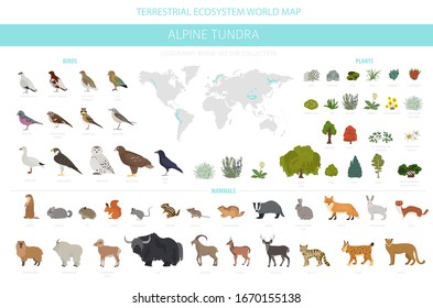 Apine tundra biome, natural region infographic. Terrestrial ecosystem world map. Animals, birds and plants design set. Vector illustration