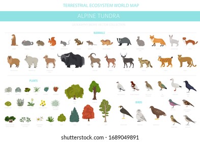 Apine tundra biome, natural region infographic. Animals, birds and plants design set. Vector illustration