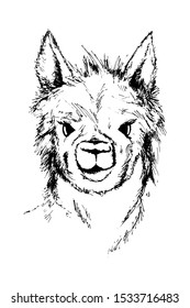Aplaka head sketch. Outline portrait white isolated